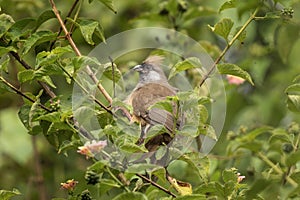 Speckled mousebird, colius striatus