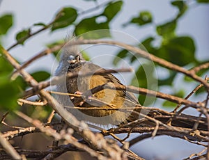 Speckled Mousebird Colius - striatus