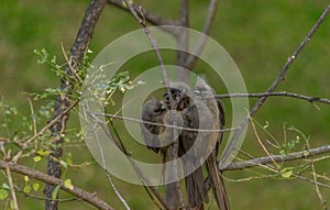 Speckled mousebird colius striatus also known as backyard bird is a frugivore bird