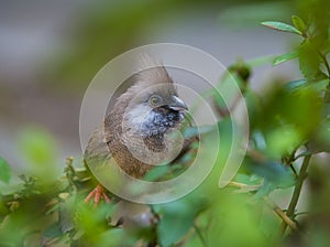 Speckled Mousebird