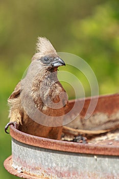 Close up of a Speckled Mousebird