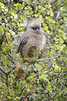 Speckled Mousebird Colius striatus perched on a branch of a spekboom.