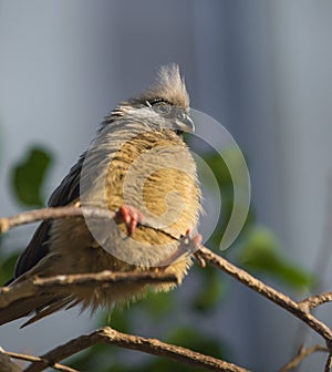 Speckled Mousebird Colius - striatus