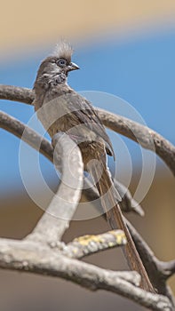 Speckled Mousebird on Dry Branch