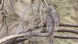 Speckled Mousebird on Wood Branch