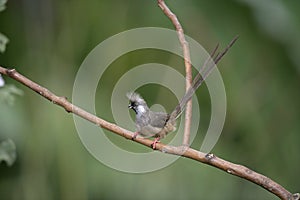 Speckled mousebird, Colius striatus