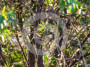 Speckled Mousebird (Colius striatus) in South Africa