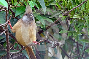 Speckled mousebird, Maasai Mara Game Reserve, Kenya