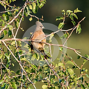 Speckled Mousebird