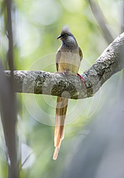 Speckled Mousebird seen at Masai Mara, Kenya