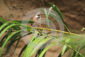 Speckled mousebird