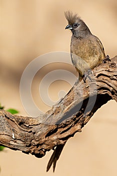 Speckled Mousebird sitting on a dead branch looking for food