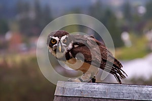 Speckled owl (Pulsatrix perspicillata)