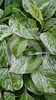 Speckled Philodendron Leaves
