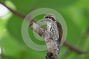Speckled Piculet on the tree
