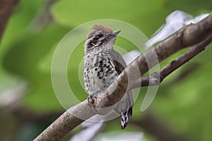Speckled Piculet on the tree