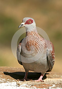 Speckled pigeon photo