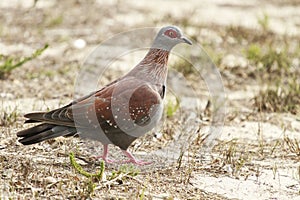 Speckled Pigeon