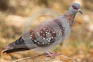 Speckled Pigeon - Columba Guinea