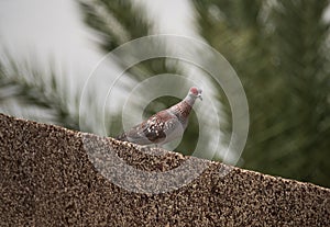 Speckled Pigeon looking down from a wall perch