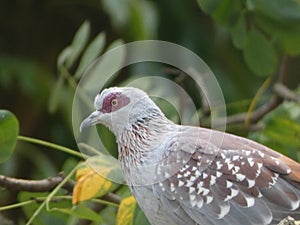 A Speckled Pigeon