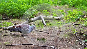 Speckled pigeon walking and searching for food, typical bird behavior, tropical animal specie from Africa