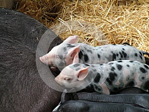 Speckled Piglets