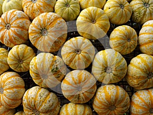 Speckled pumpkins, decoration on garden fence for Halloween