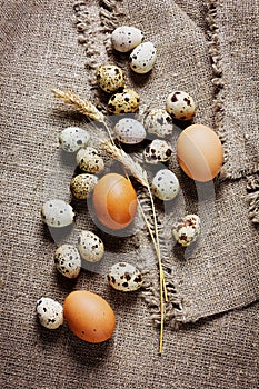 Speckled quail eggs and chicken eggs