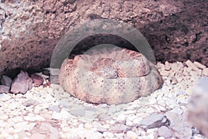 Speckled Rattlesnake photo