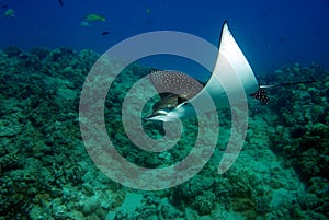 Speckled ray swimming near coral