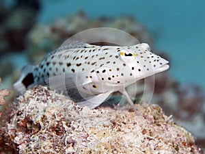 Speckled sandperch