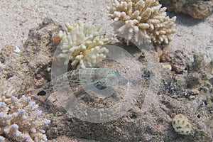 Speckled Sandperch on Coral Reef