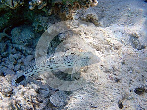 Speckled sandperch fish - Parapercis hexophtalma