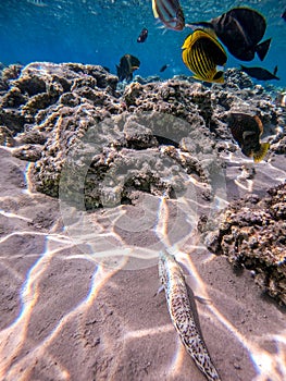 Speckled sandperch fish (Parapercis hexophthalma) on sand at coral reef