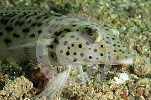 Speckled sandperch (parapercis hexophthalma)
