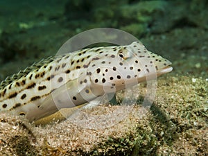 Speckled sandperch (parapercis hexophthalma)