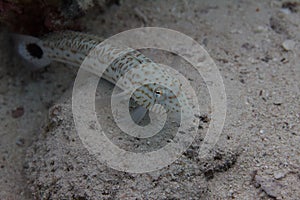 Speckled Sandperch in Red Sea