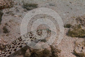 Speckled Sandperch in Red Sea