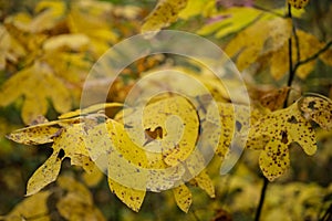 Speckled Sassafrass Leaves In Fall