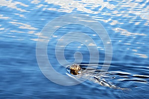 Speckled seal swimming in sea, Prince Rupert, BC