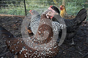 Speckled Sussex Chicken With Other Types in Background