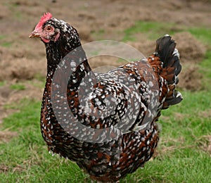 Speckled sussex hen