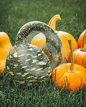 Speckled Swan pumpkin or Korba Gourd and yellow pumpkins close up in the garden