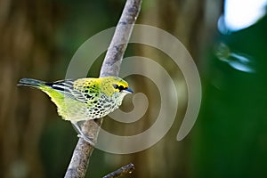 Speckled tanager bird perched on a branch with green background.