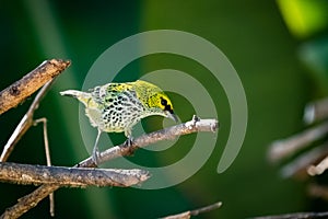 Speckled tanager bird perched on a branch with green background.