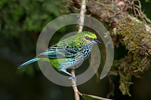 Speckled Tanager in Costa Rica