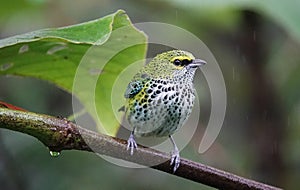 Speckled Tanager in the Rain Forest of Costa Rica