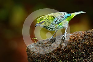 Speckled Tanagers, Tangara guttata, sitting on the brown stone. Tropic bird in the nature habitat. Wildlife in Costa Rica. Yellow photo