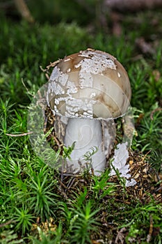 Speckled toadstool in moss